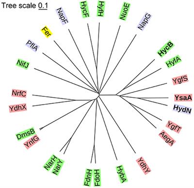 The Ferredoxin-Like Proteins HydN and YsaA Enhance Redox Dye-Linked Activity of the Formate Dehydrogenase H Component of the Formate Hydrogenlyase Complex